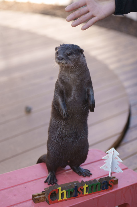 🎄クリスマスのカワウソ君