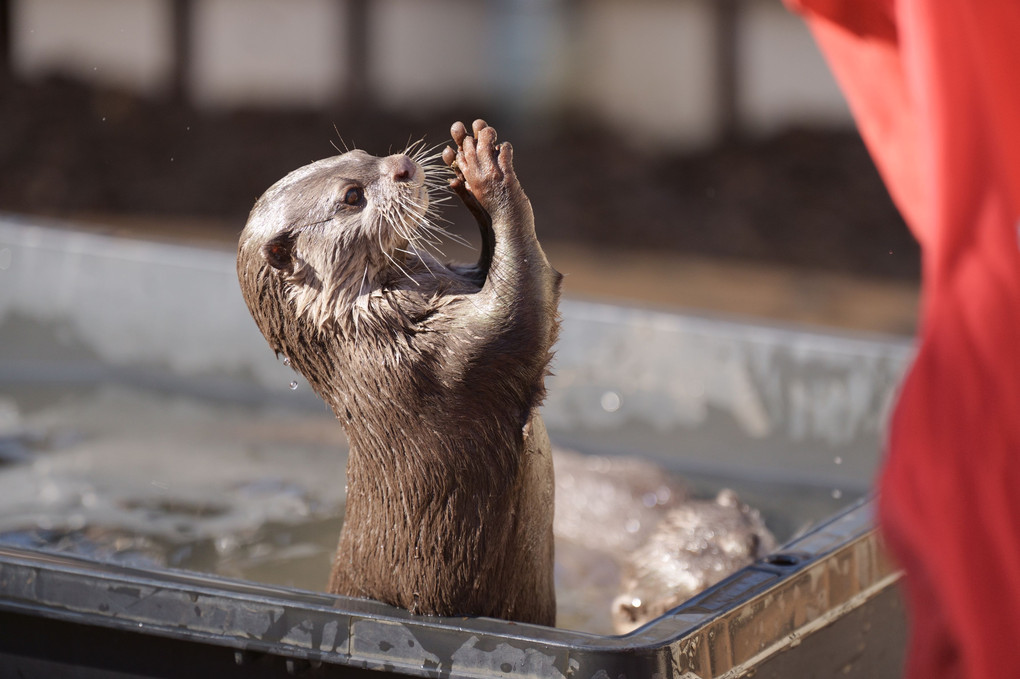 🎄クリスマスのカワウソ君