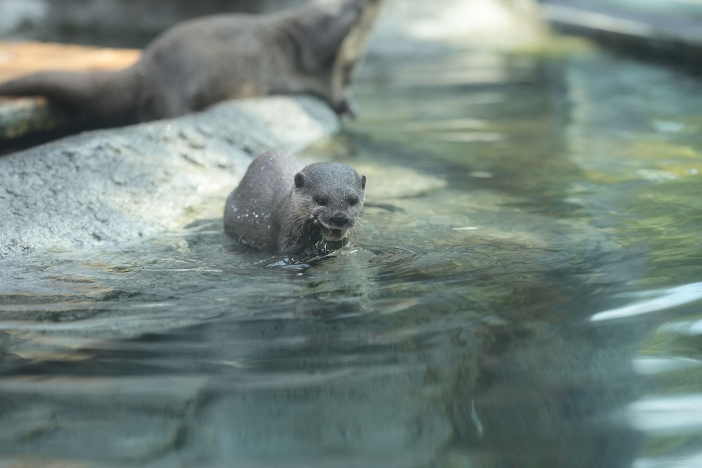 吠える♪カワウソ君