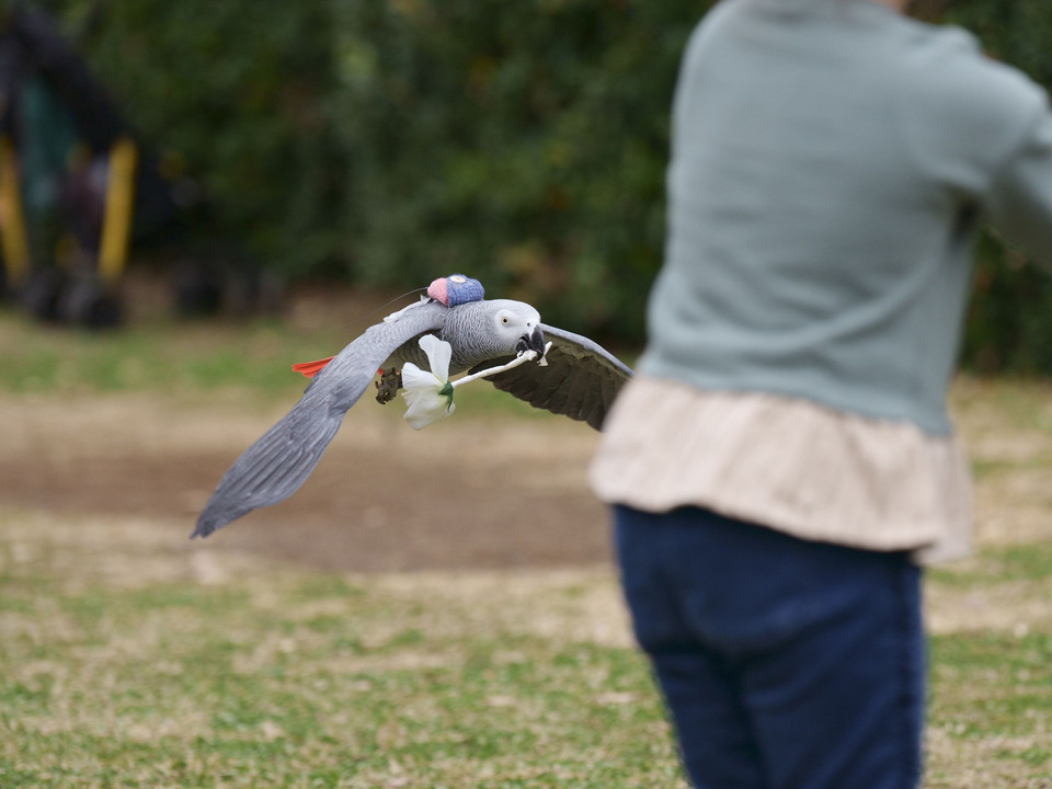 🦜賢いテル♪