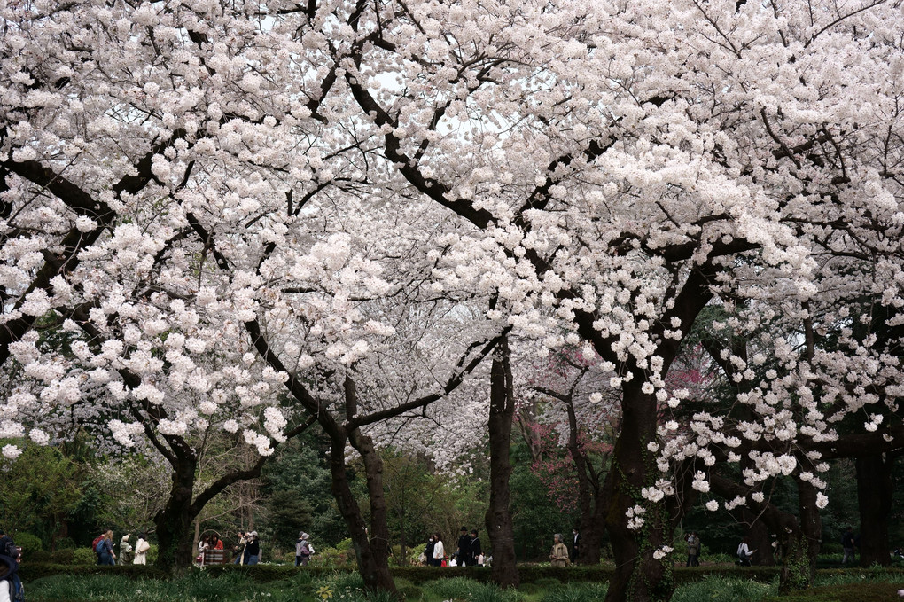 新宿御苑の桜