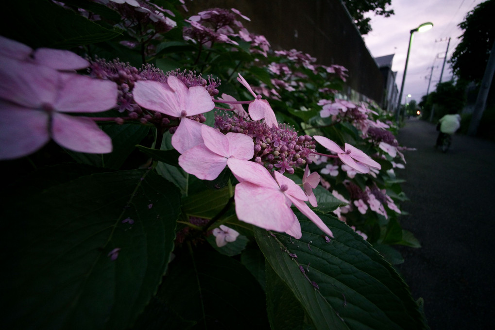 黄昏紫陽花