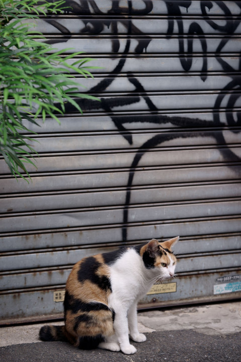  Graffiti＆Cat