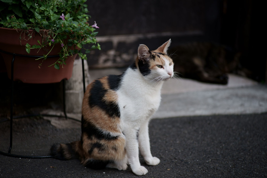 寝起きのニャン