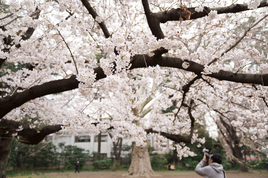 桜の季節のスズカケ