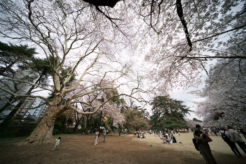 桜の季節のスズカケ