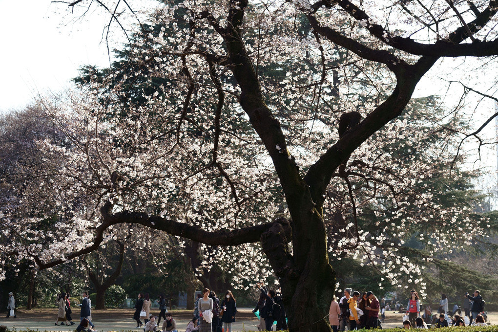 浮きたつ桜