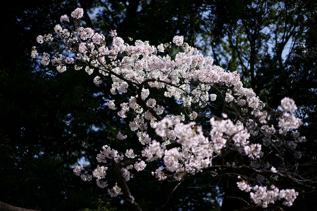 浮きたつ桜