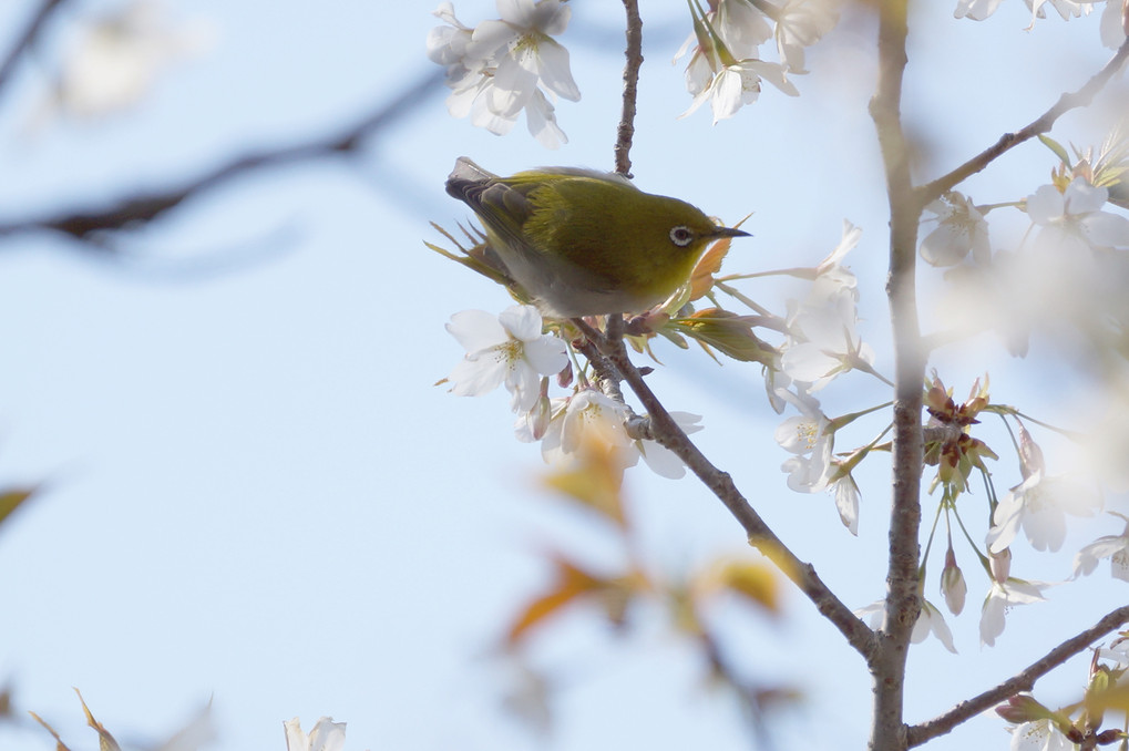 メジロと桜