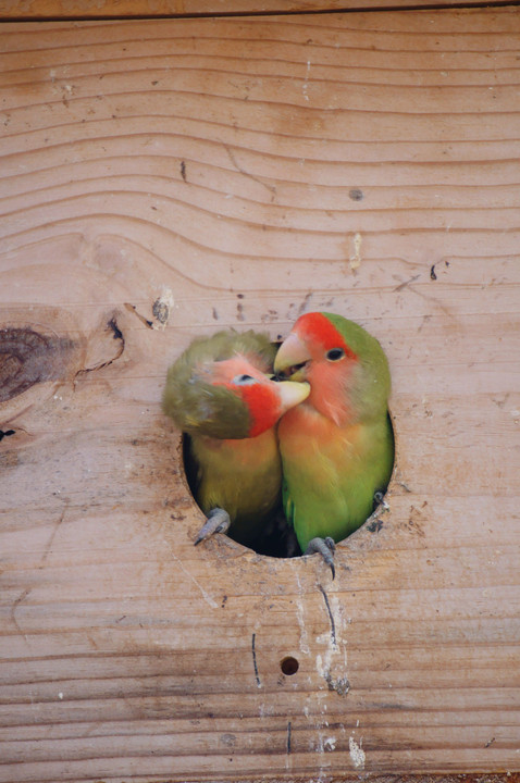 Lovebirds　