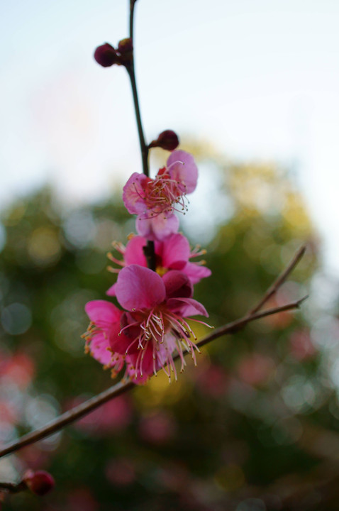 菩提寺の紅梅