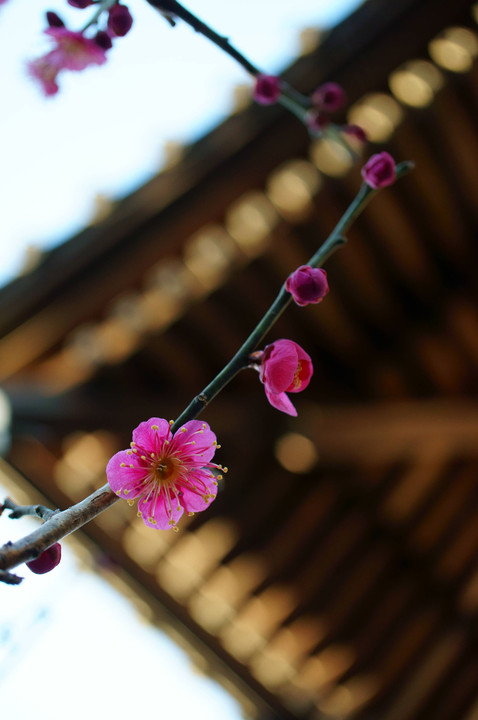 菩提寺の紅梅