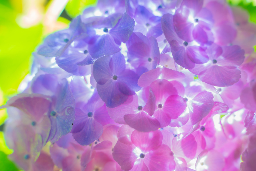 紫陽花を楽しむ