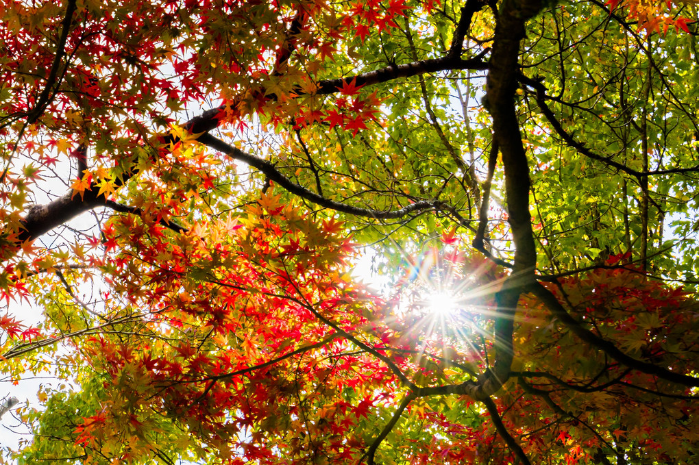 紅葉と光芒