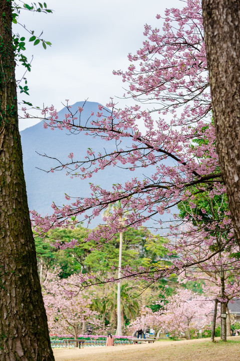 桜と開聞岳