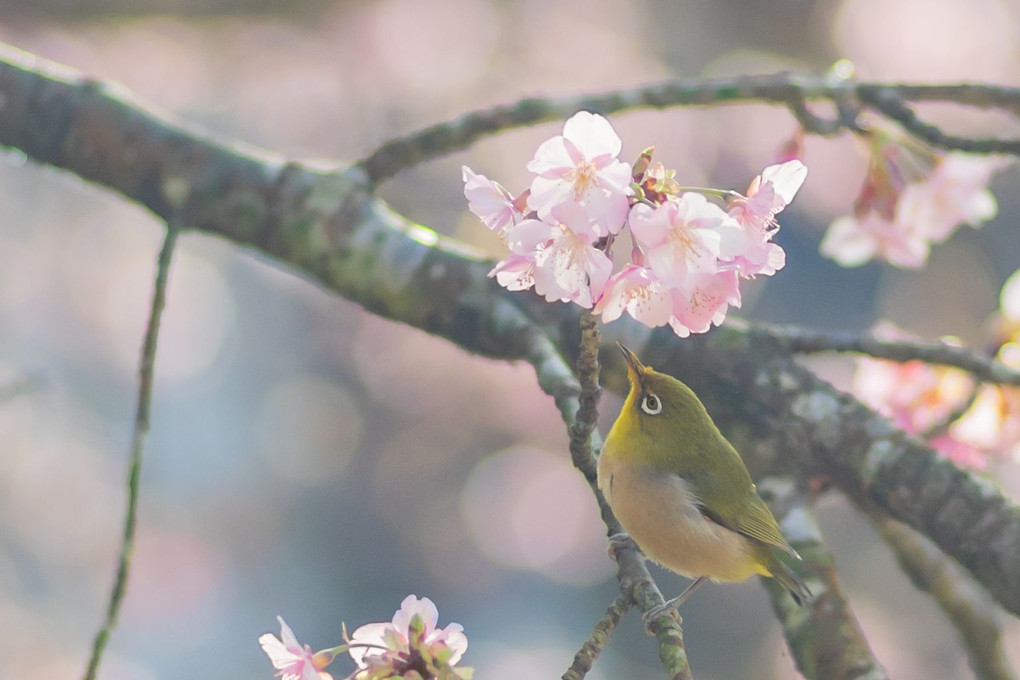 穏やかな日曜日