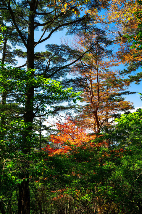 霧島紅葉狩り