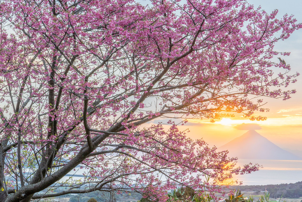 桜と薩摩富士
