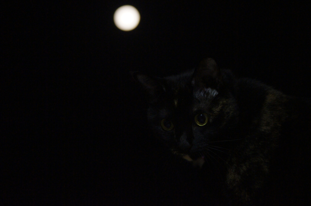 ネコの目と中秋の名月どちらがまるい