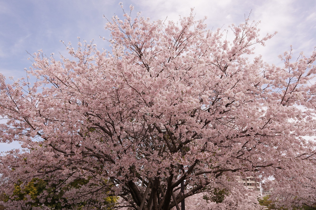 Peace　Sakura