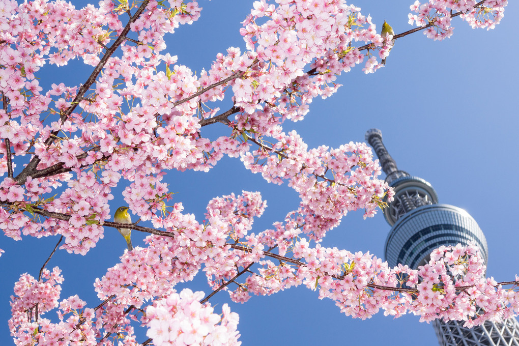 春を待ちわびて2014　in TOKYO SKYTREE