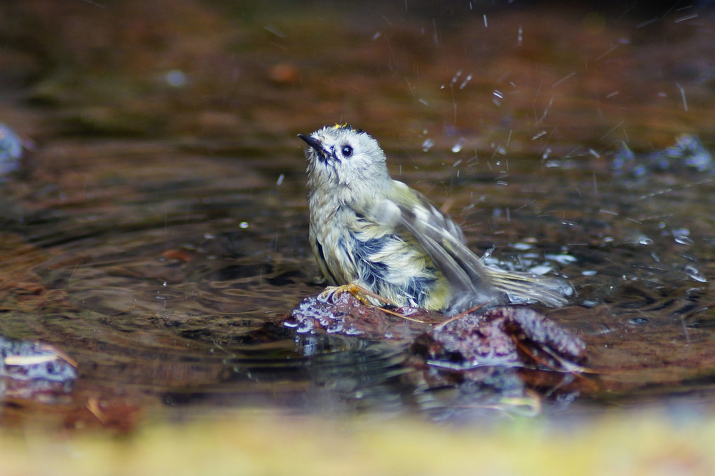 キクイタダキの水浴び