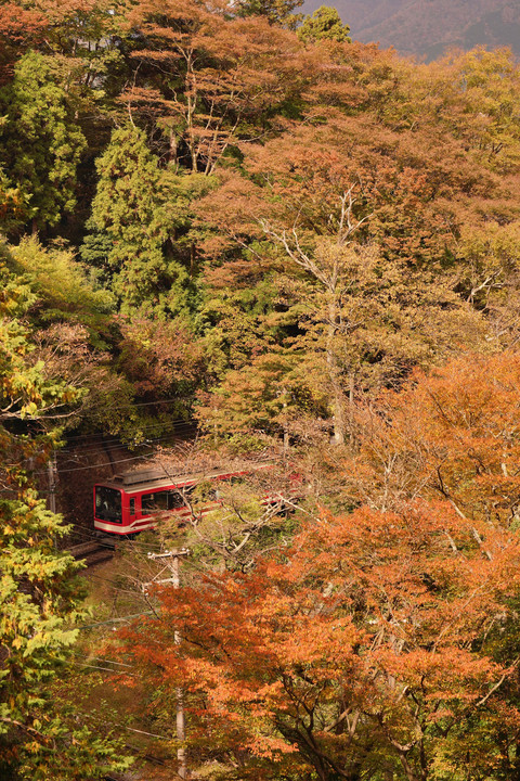 紅葉と登山電車