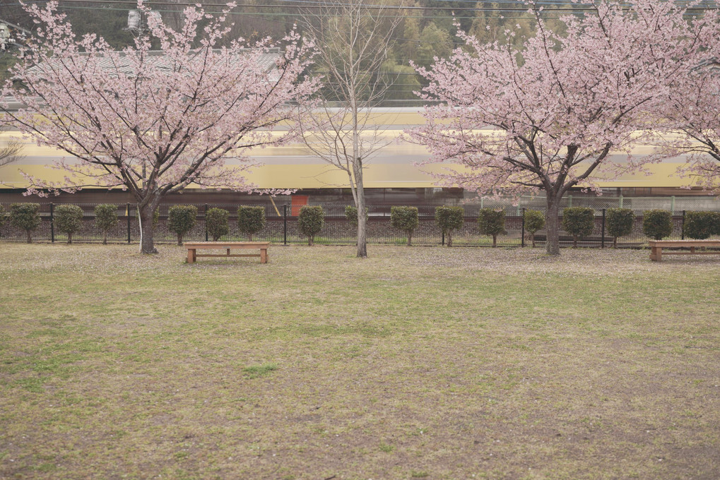 雨と桜と駿豆線