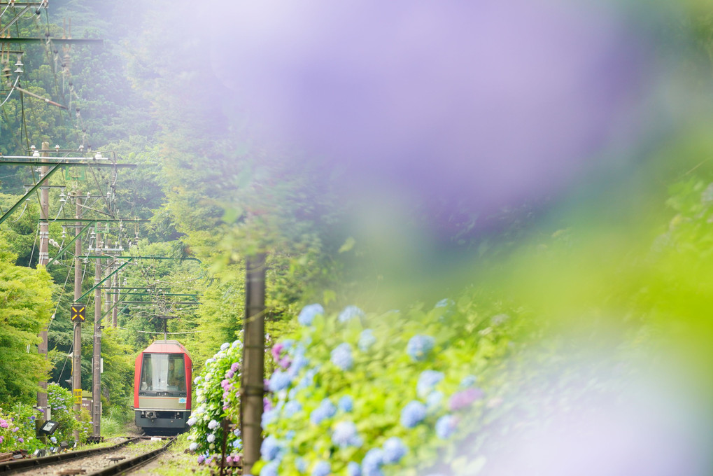 登山電車と紫陽花