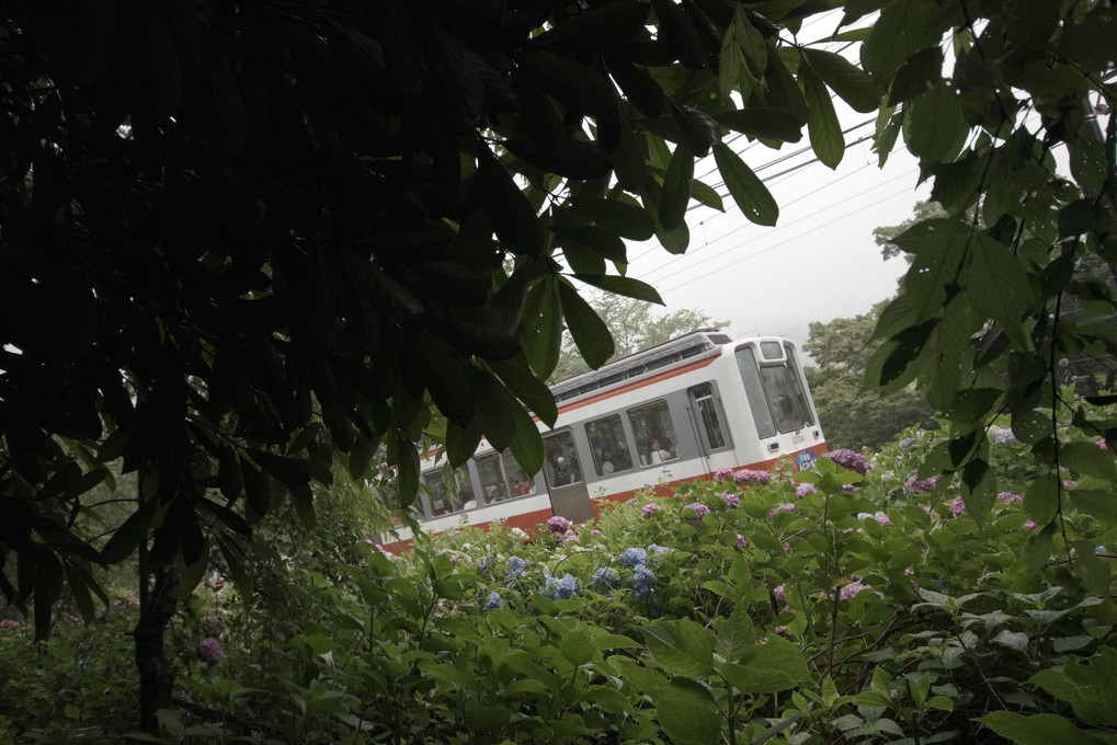 あじさいと登山電車