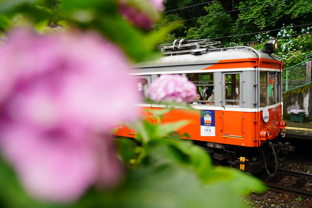 あじさいと登山電車