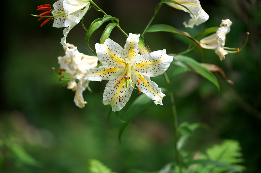 夏の花咲きました2