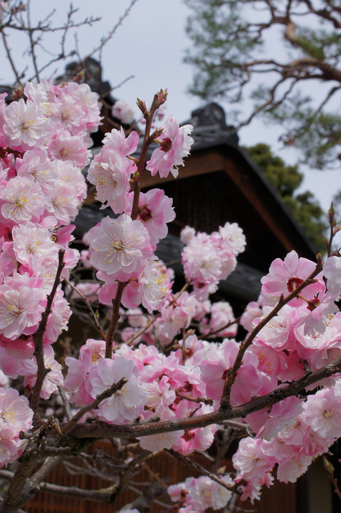 田中本家の八重桜
