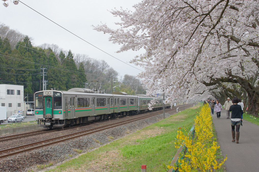 一目千本桜と列車