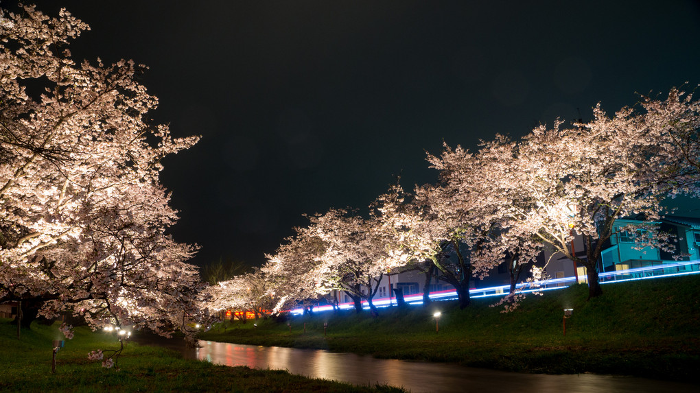 闇夜に浮かぶ桜並木