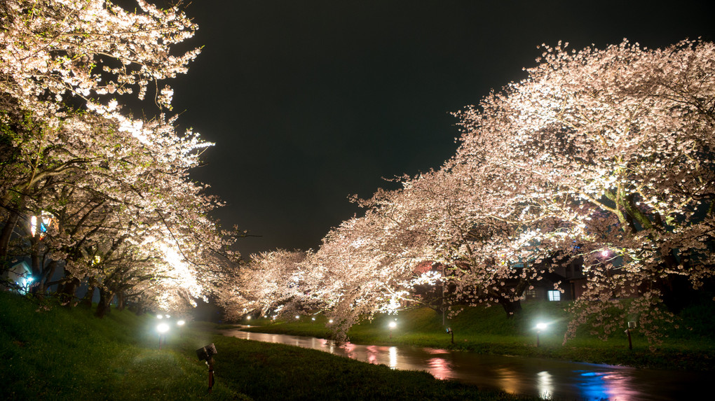 闇夜に浮かぶ桜並木