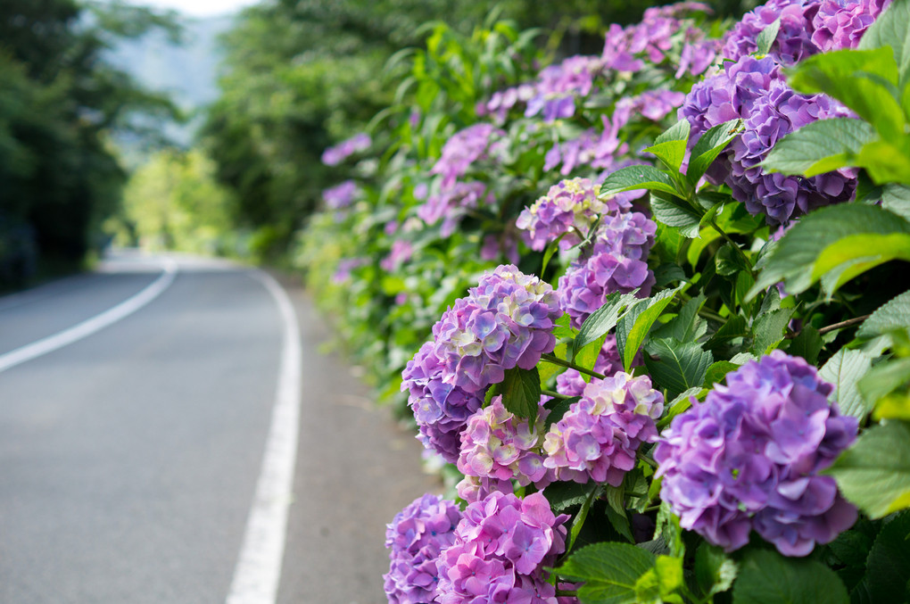 道沿いに咲く紫陽花