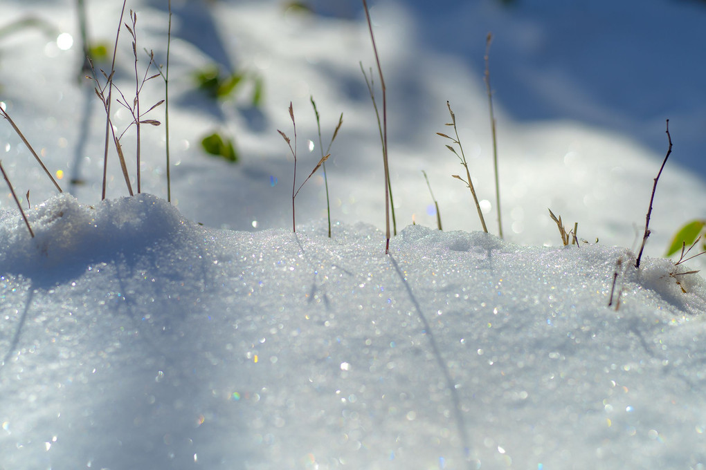 新雪