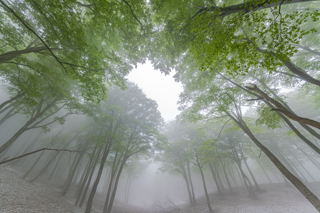 霧の森へ