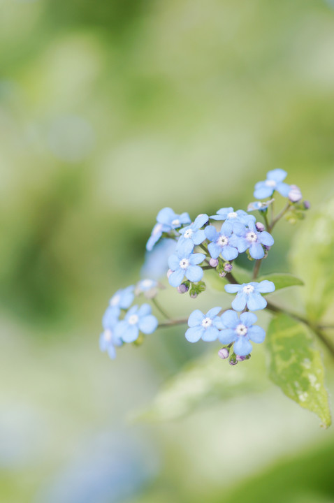*Forget-me-not*