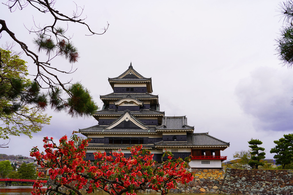 春の松本城