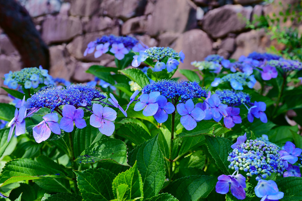 舞鶴城公園の紫陽花