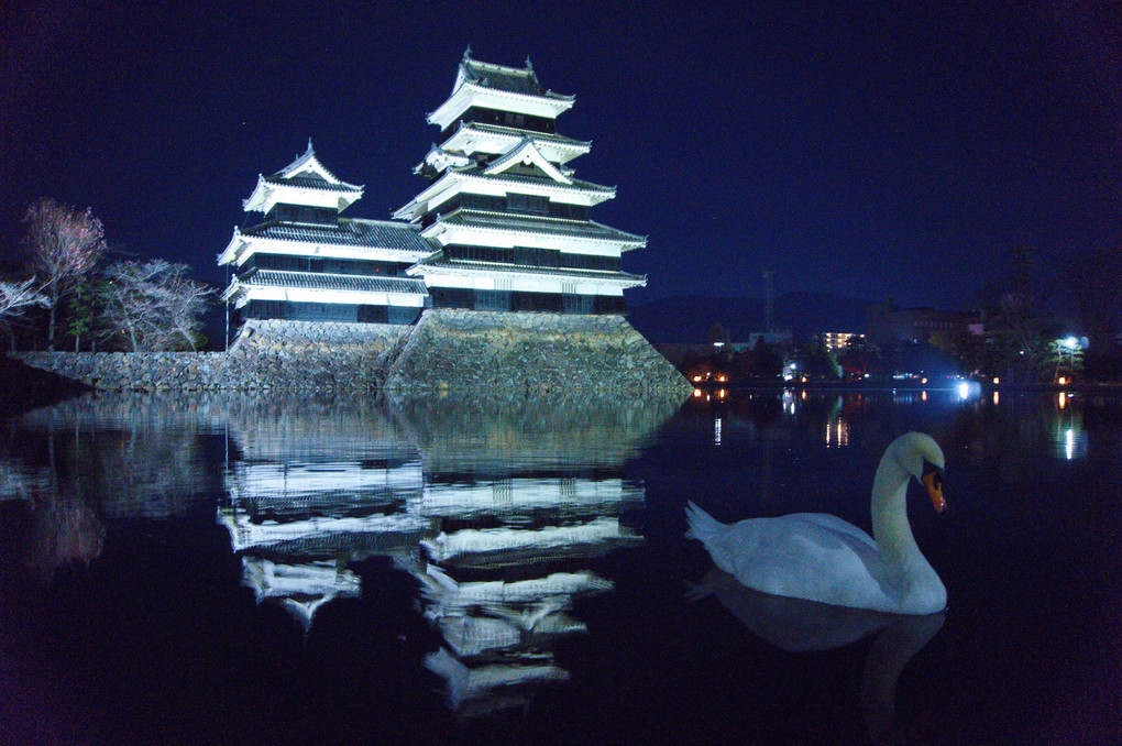 白鳥と松本城