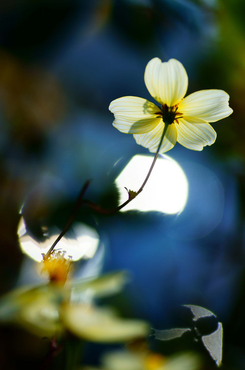 『逆光の花』