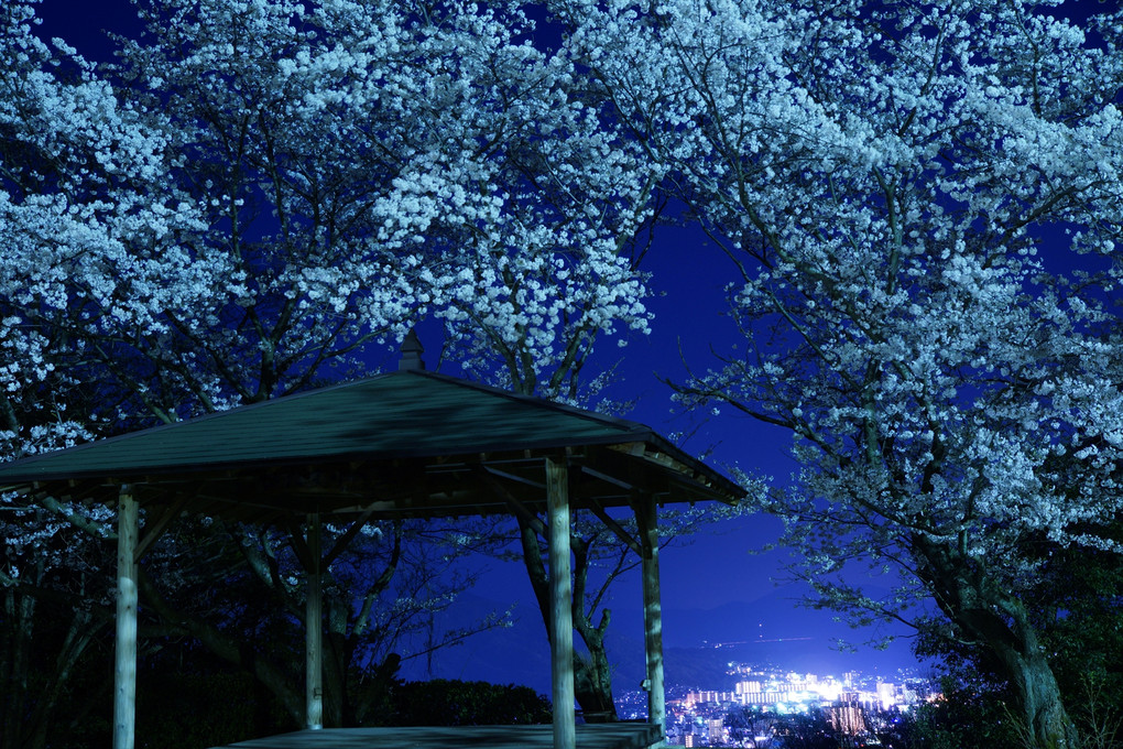 季節はずれの夜桜