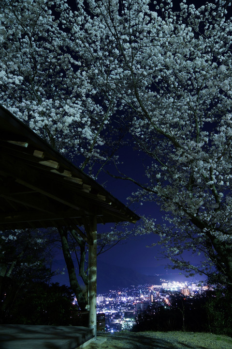 季節はずれの夜桜