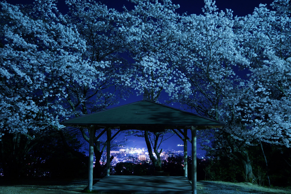 季節はずれの夜桜