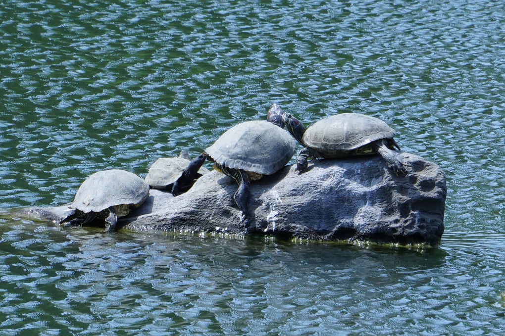 甲羅干し