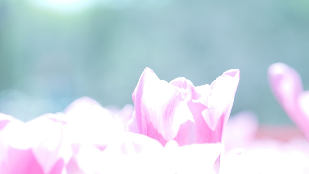 昭和記念公園のお花たち…ほとんどチューリップ…