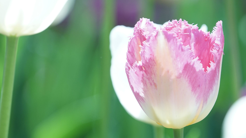 昭和記念公園のお花たち…ほとんどチューリップ…